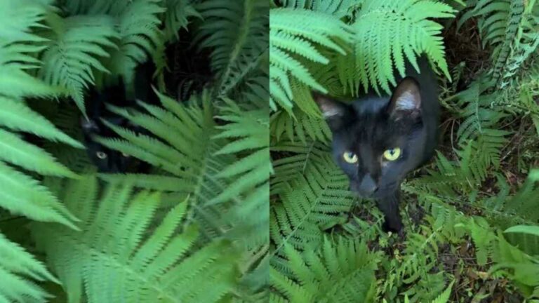 Cat Loves To Hide in Garden Bush To Surprise Owner