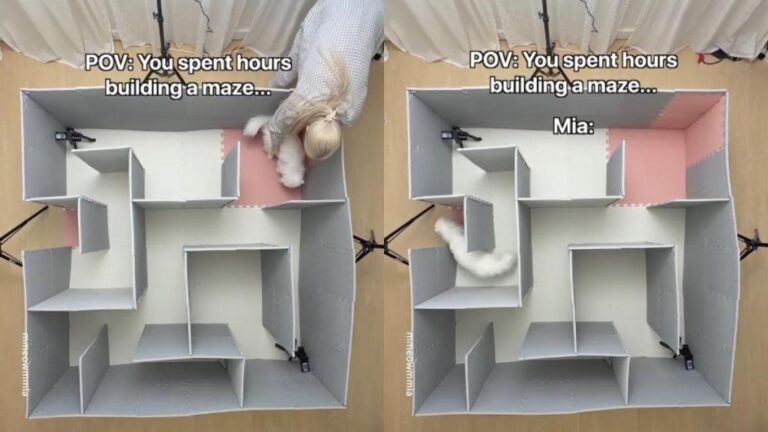 Cat Surprises Owner by Solving Maze in Seconds