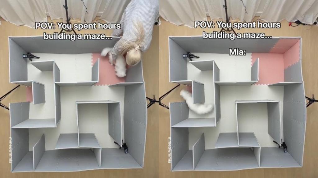 Cat Surprises Owner by Solving Maze in Seconds