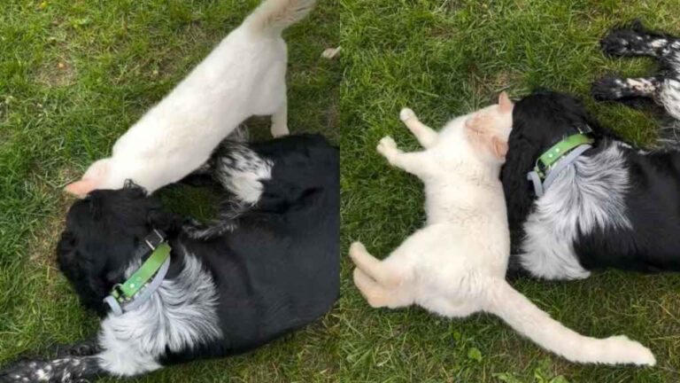 Friendly Cat Wins Everyone Over With His Sweet Personality