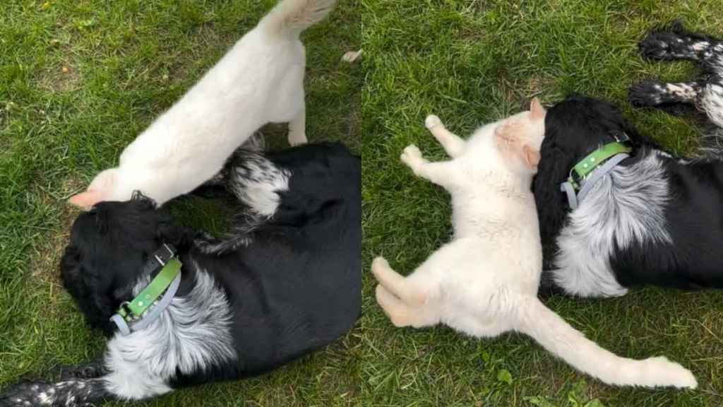 Friendly Cat Wins Everyone Over With His Sweet Personality