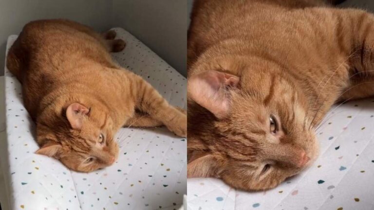Cat Refuses To Give Up Changing Table for Baby During Naptime