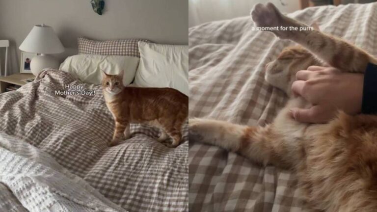 Cat Surprises Mom With a Special Gift & It’s Just Her Adorable