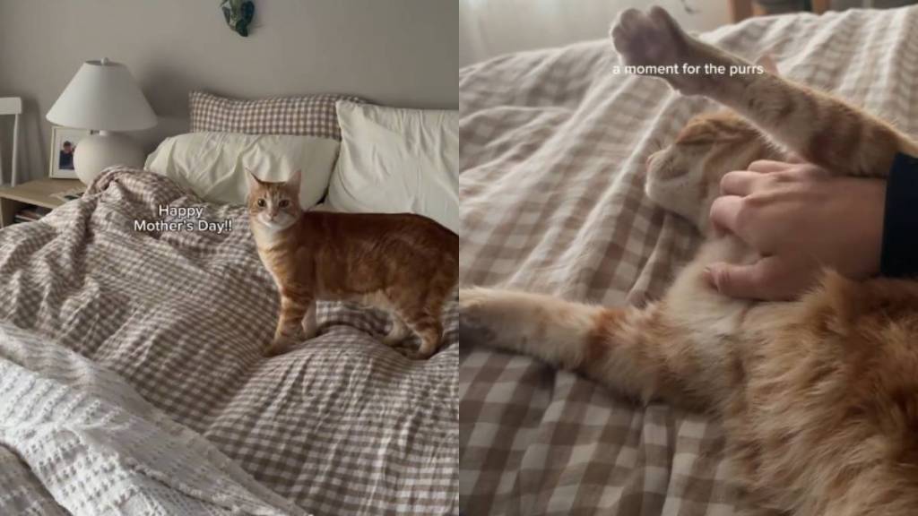 Cat Surprises Mom With a Special Gift & It’s Just Her Adorable