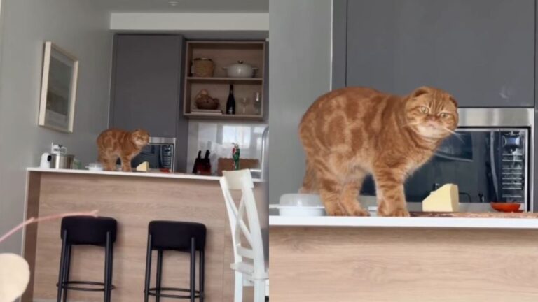 Cat Has Absolutely Zero Regrets After Getting Caught Eating Butter