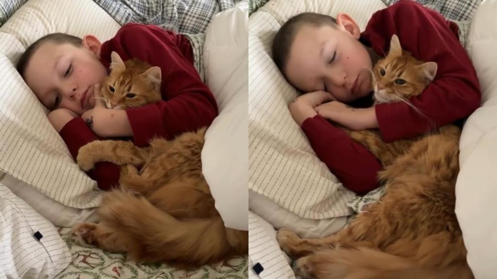Cat Climbs Into Little Boy’s Bed To Wake Her Up, Ends up Cuddling