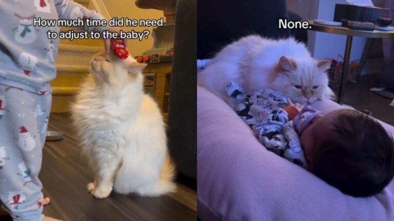 Cat Takes One Look at Little Baby & Adjusts Like They Were Just Meant
