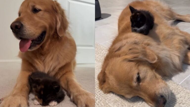 Kitten Grows up With Golden Retriever Who Slowly Becomes Her Whole