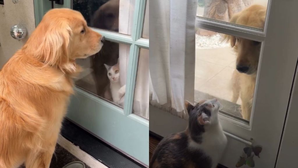 Cats React To Emotional ‘Neighbor Dog’ Wanting To Play With Them