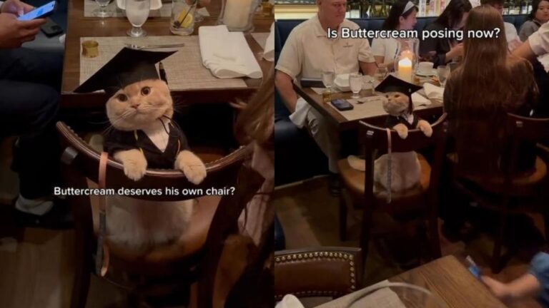 ‘Well-Behaved’ Cat Goes Viral for Attending a Graduation Party