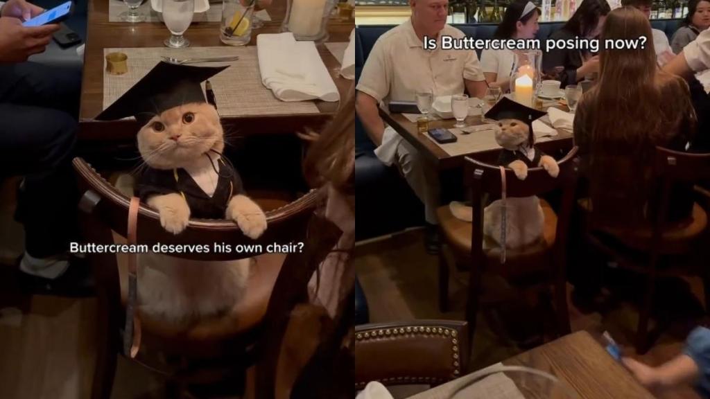 ‘Well-Behaved’ Cat Goes Viral for Attending a Graduation Party