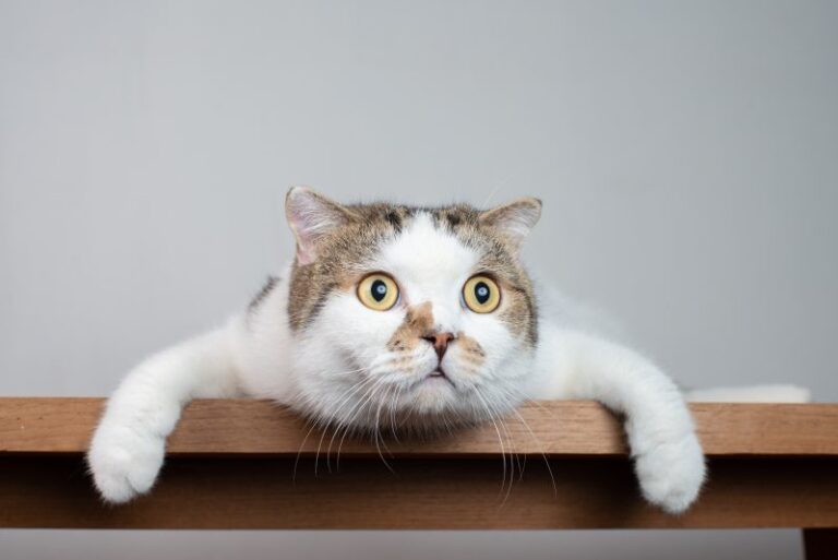 Do Cats Cause Schizophrenia? Scientists Find a Link – Here’s What It
