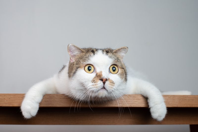 Do Cats Cause Schizophrenia? Scientists Find a Link – Here’s What It