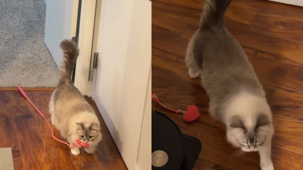 Cat Brings Toy to Owner as She Wants To Play Fetch