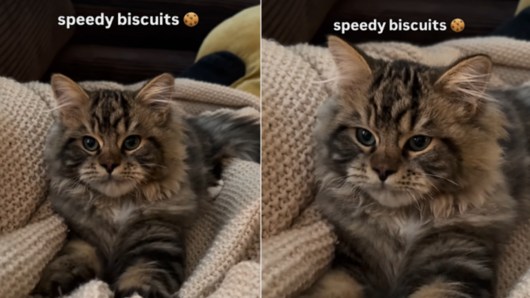 Cat Is Busy Making ‘Biscuits’ at Super High Speed