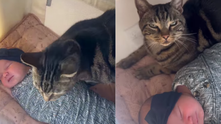 Cat Gently Finds His Way Into Baby’s Cradle & Snuggles Next to Her
