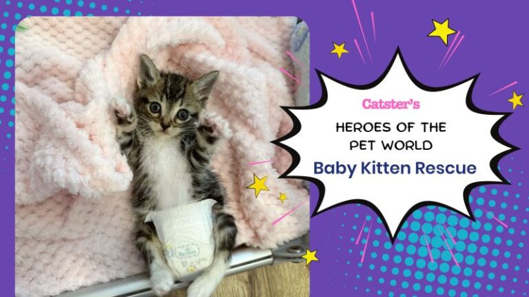 Hope for the Tiniest Fighters: Baby Kitten Rescue | Heroes of the Pet