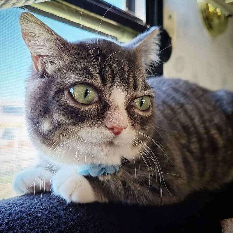 How One Tiny Rescue Cat Inspired a Bigger Mission – Meet Miss Winky,