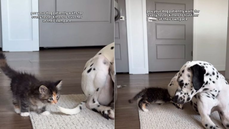 Foster Kitten Learns To Trust ‘Patient’ Big Dog, Slowly Returns Her