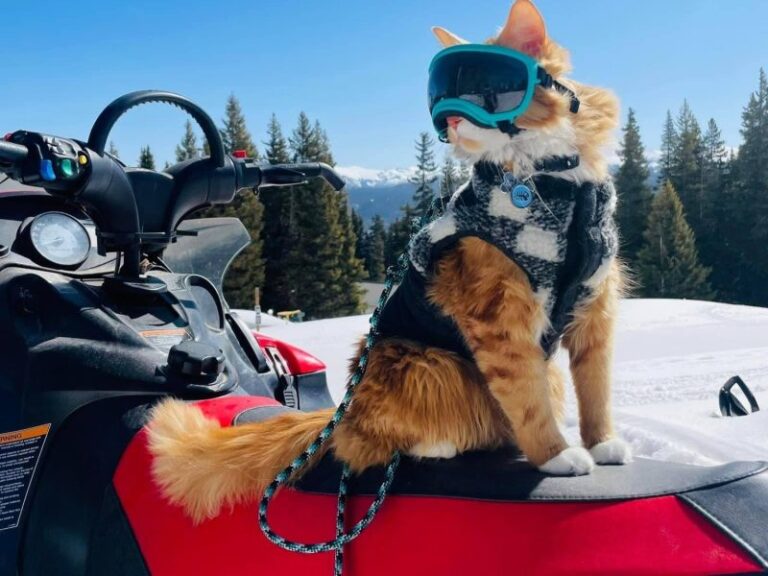 A Cat Who Refused to Stay Home: Meet Liebchen, the World-Travelling
