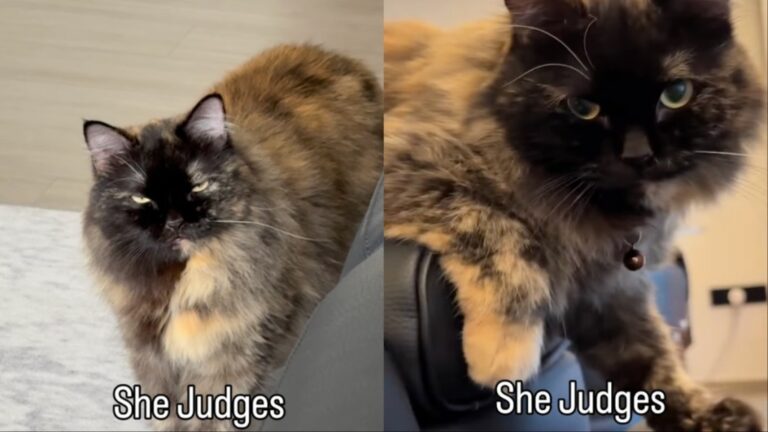 Owner Reveals Cat Loves To ‘Judge’ in Most Striking Way