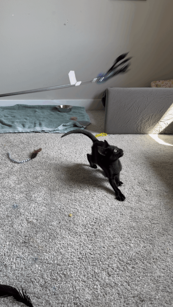 Kitten Season Fosters