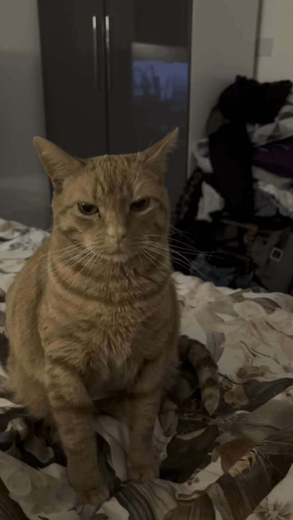 Fudge has a very low tolerance for shenanigans when it comes to food.