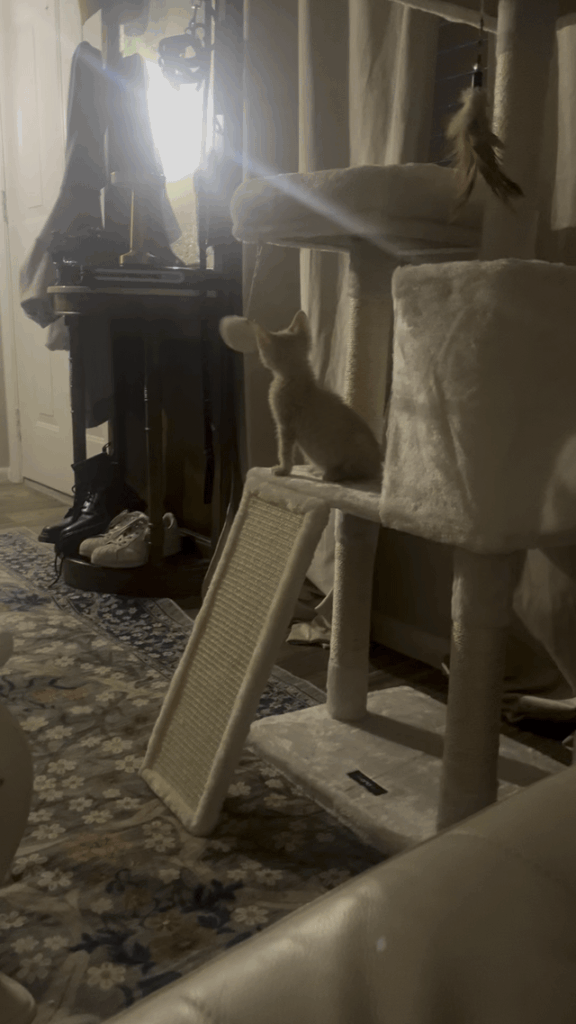 He likes his new cat tree