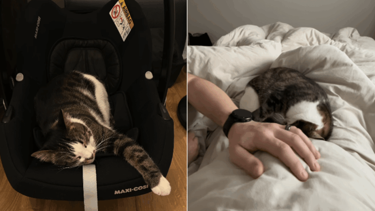 Cat Is Pregnant Mom’s Gentle Companion, but Believes Everything Is His