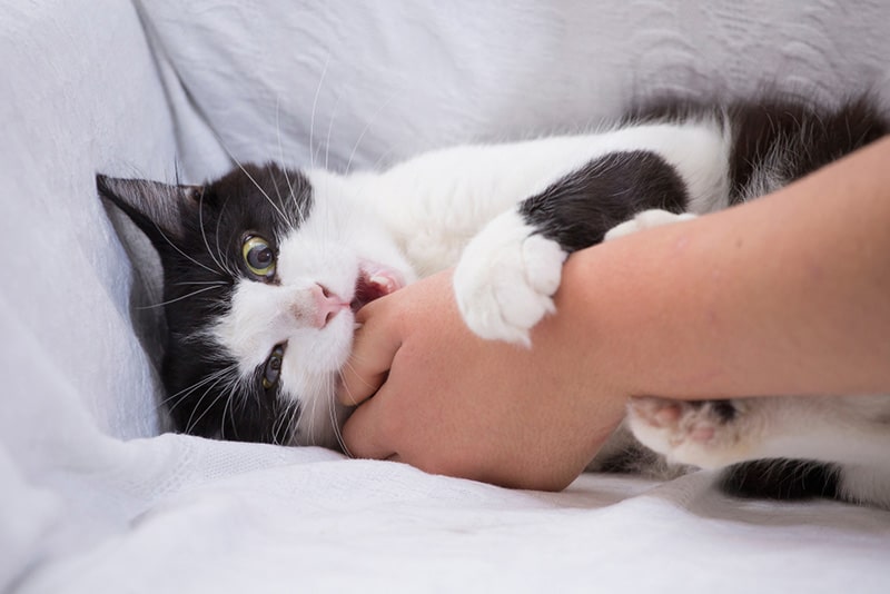 The Cat Biting Mistakes Most Owners Make (And What Works Instead)