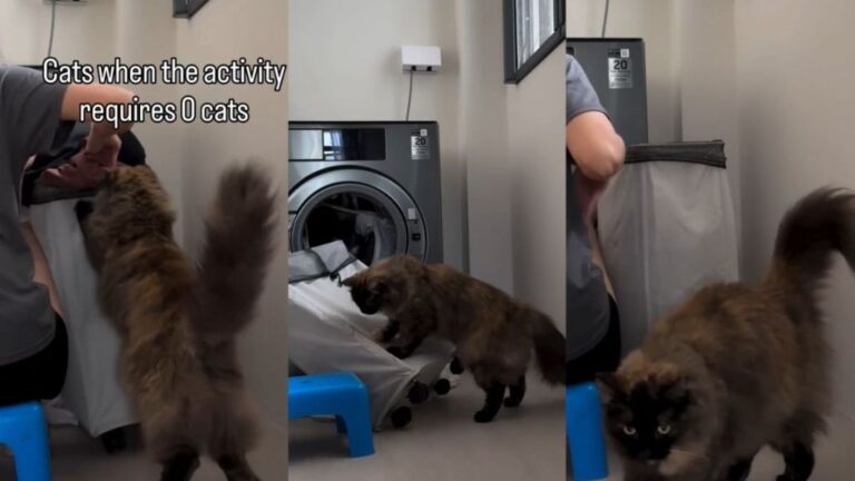 Cat Adorably Wants To Help Owner With Laundry