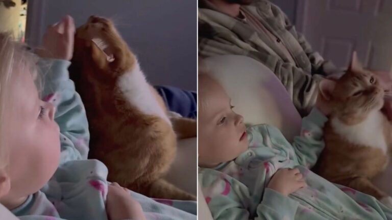 Cat Gets Gentle Pets From Little Girl While They Cuddle & Share Snacks