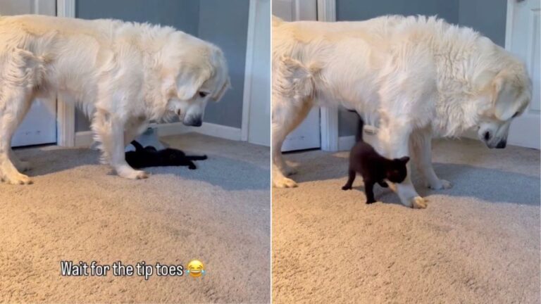 Tiny Cat Clings to Golden Retriever’s Paw, Leaves Him Unsure How To