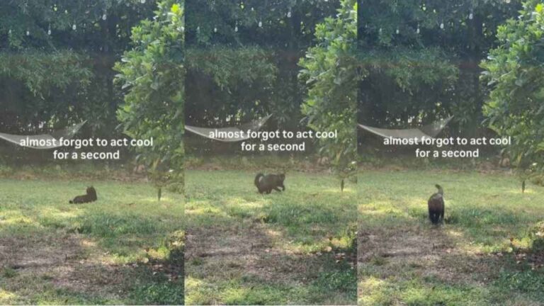 Cat Forgetting To ‘Act Cool’ for a Moment Wins Hearts