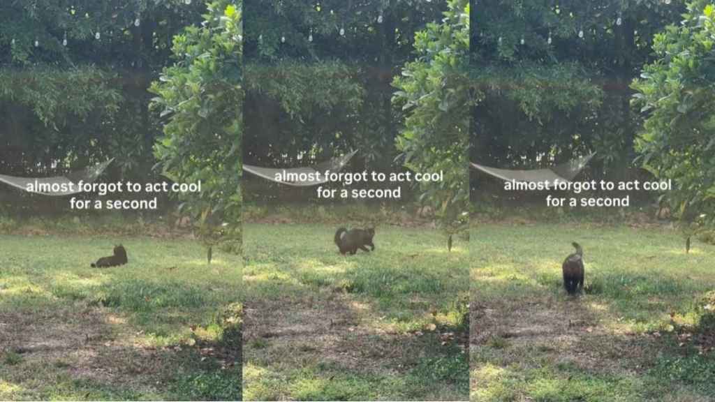 Cat Forgetting To ‘Act Cool’ for a Moment Wins Hearts