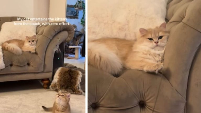 Cat Effortlessly Entertains Kitten From Couch