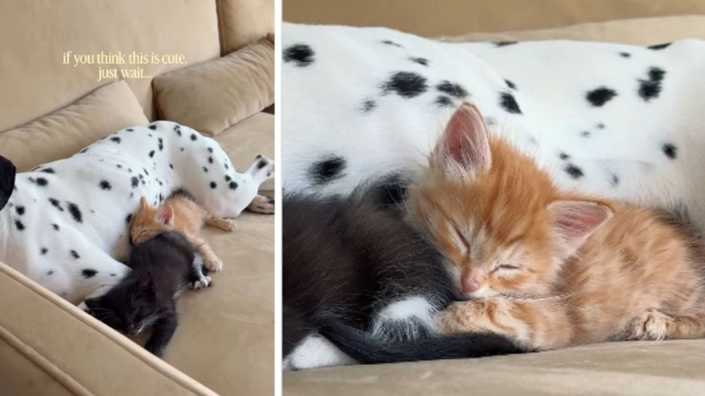 Tiny Rescue Kittens Find Safe Spot With Big Dog as They Cuddle