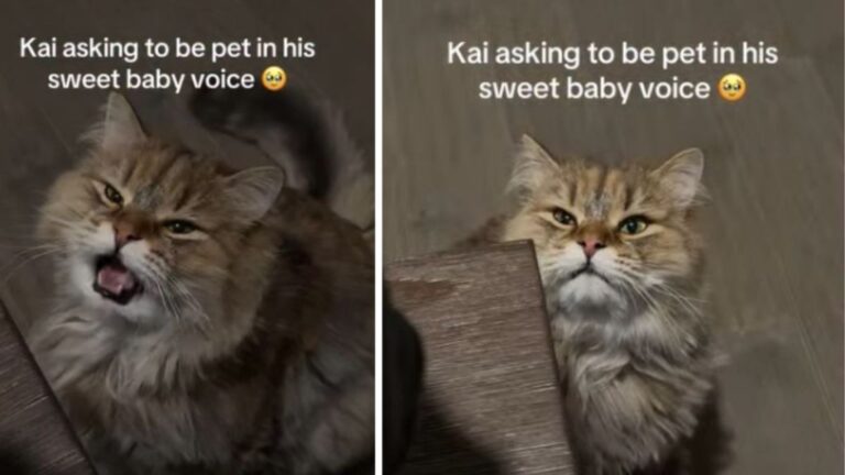Cat Adorably Asks for Pets in ‘Sweet Baby Voice’
