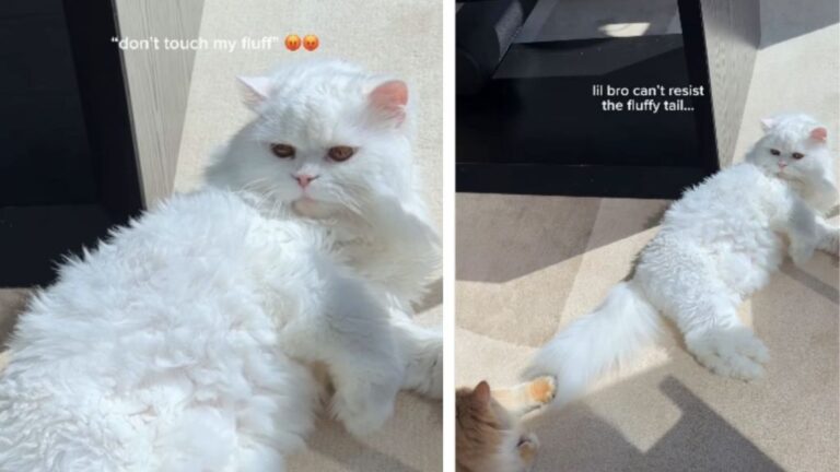 This Cat Can’t Resist His Big Sister’s Fluffy Tail