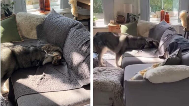 Cat Gives Big Dog Kisses Like She Is Letting Her Know It Is Okay to