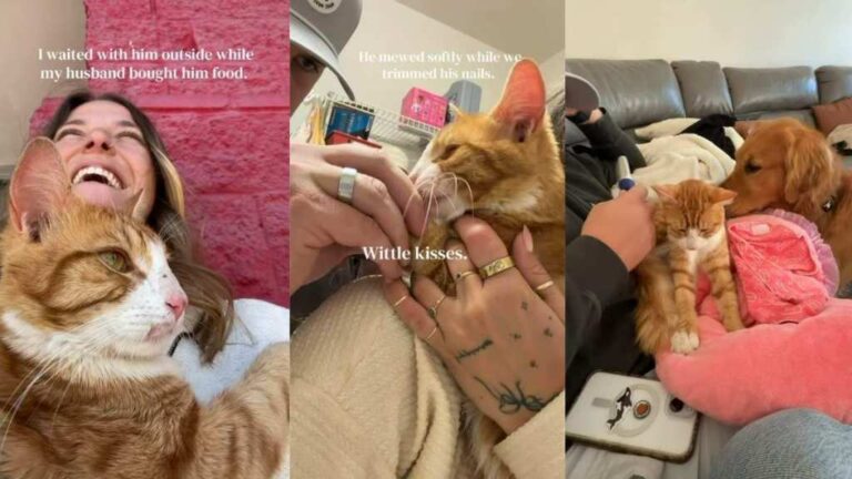 Cat Walks up to a Family on the Street Wanting Love & Isn’t Left