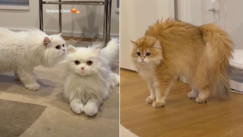 Cats Freeze in Their Tracks After Spotting a Fake Cat at Home