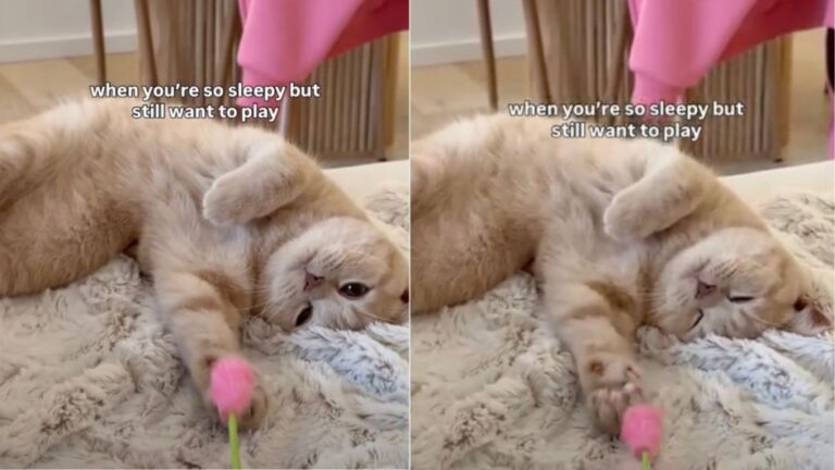 Cat Can’t Stop Playing With Flower Toy Despite Feeling Sleepy