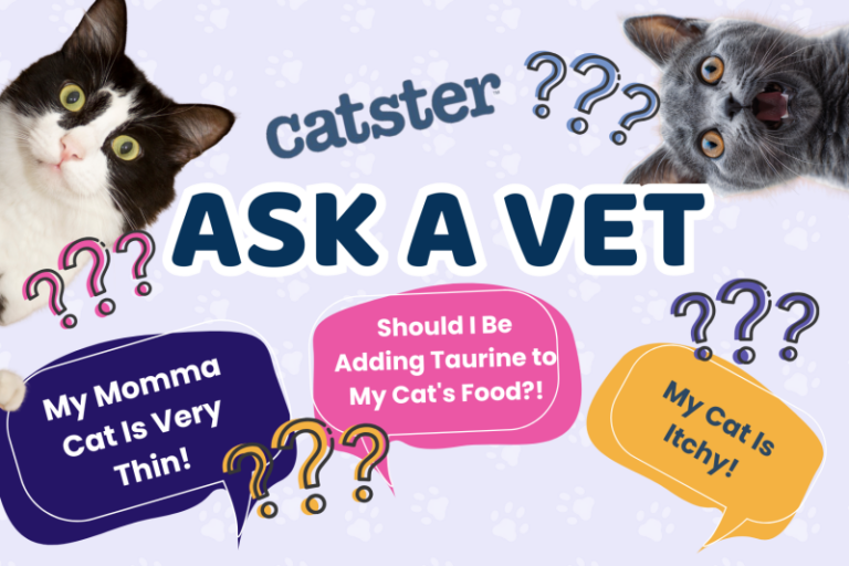 Ask Dr. Paola – Help! My Momma Cat Is Very Thin! (May 18, 2026)