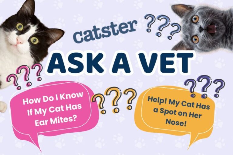 Ask Dr. Paola – Help! How Do I Know if it’s Ear Mites! (May 4, 2026)