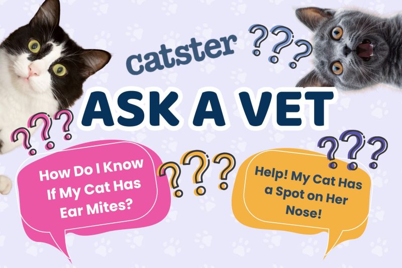 Ask Dr. Paola – Help! How Do I Know if it’s Ear Mites! (May 4, 2026)