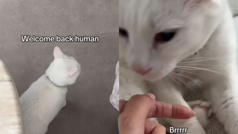 Deaf Cat Only Wakes up When She Smells Mom & Immediately Demands Pets