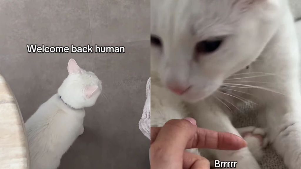 Deaf Cat Only Wakes up When She Smells Mom & Immediately Demands Pets