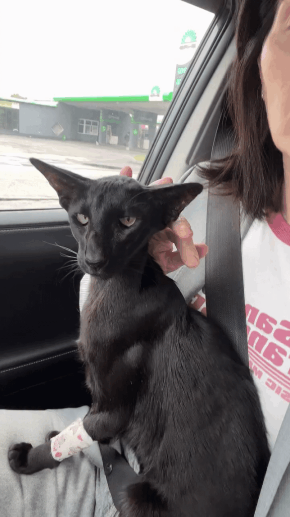 Cats as soon as they have to ride in the car
