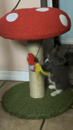 Practice fighting the smolice